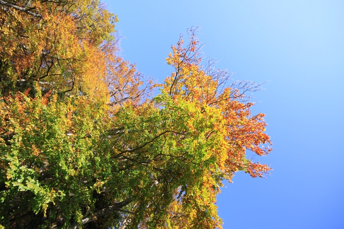 Automne au Mt-Pelerin - 074